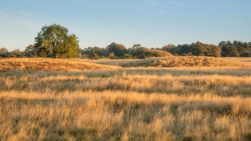View of the burial mounds in early light at Sutton Hoo, Suffolk